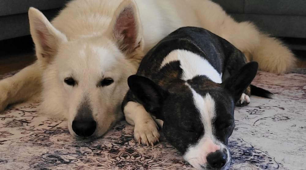 Životinjski prostirke