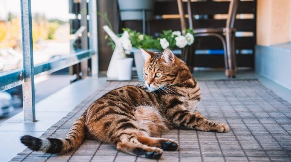 Kako urediti balkon za mačku?