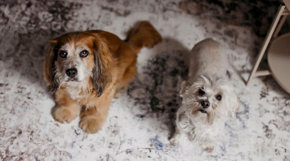 Životinjski prostirke